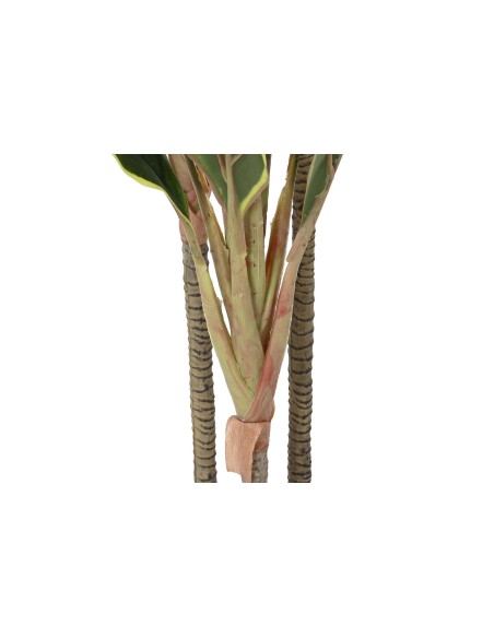 PLANTA PE 50X50X120 DRACENA VERDE