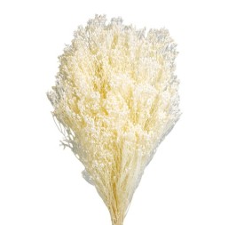 BROOMS BLOOMS 50 cms. BLANCO (00)