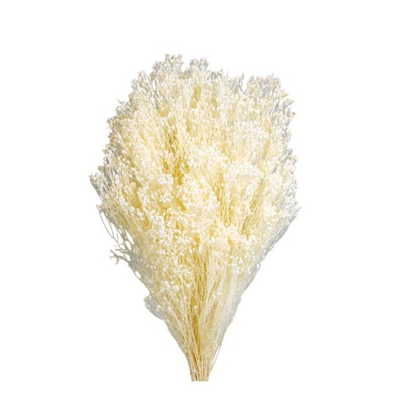 BROOMS BLOOMS 50 cms. BLANCO (00)