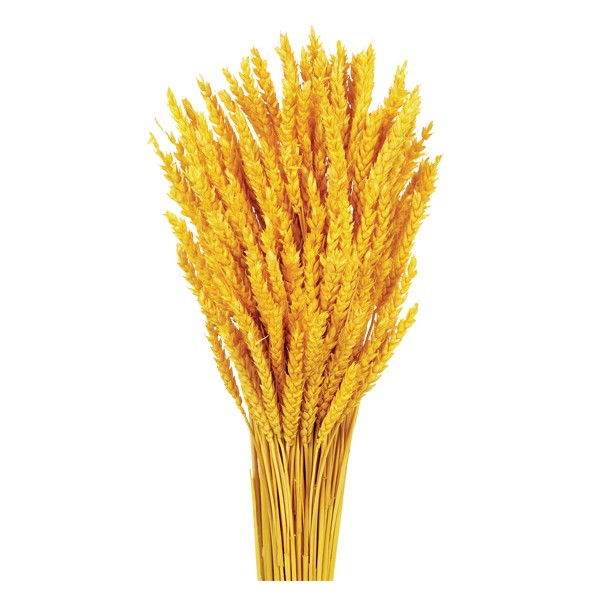 TRIGO FLO 80 cms AMARILLO (12)