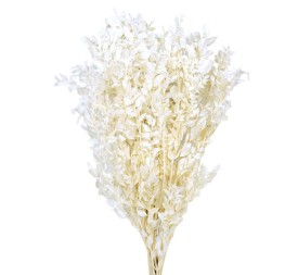 RUSCUS PRESS 70/80 cms BLANCO (00)