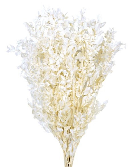 RUSCUS PRESS 70/80 cms BLANCO (00)