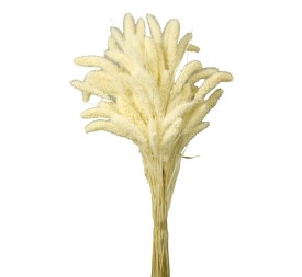 SETARIA 75 cms BLANCO (00)