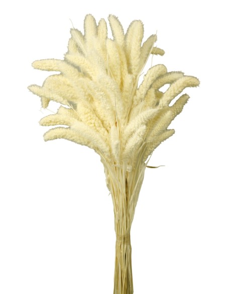 SETARIA 75 cms BLANCO (00)
