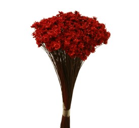 GLIXIA 50 cms ROJO (57)
