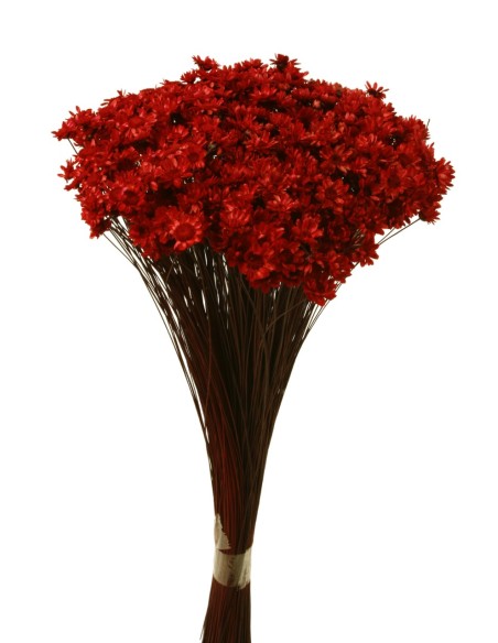 GLIXIA 50 cms ROJO (57)