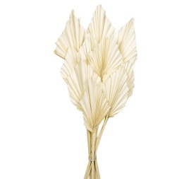 PALM SPEAR 50 cms. 8/10 cms BLANCO (00)