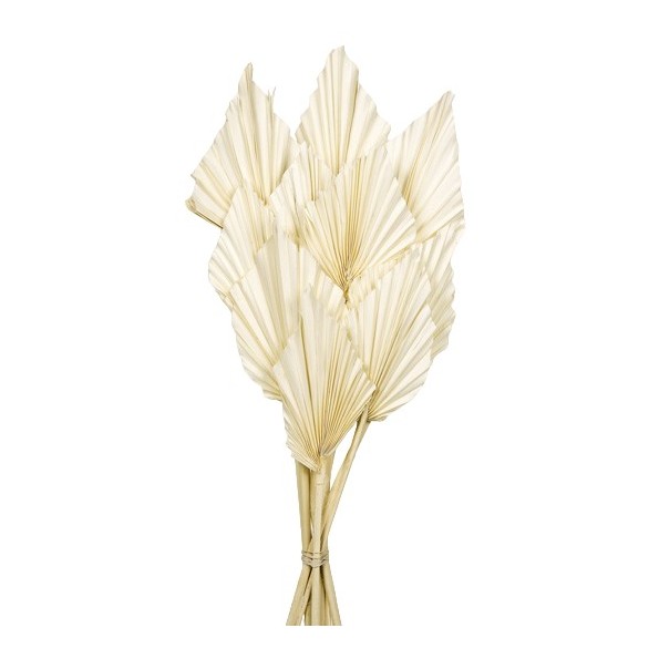 PALM SPEAR 50 cms. 8/10 cms BLANCO (00)