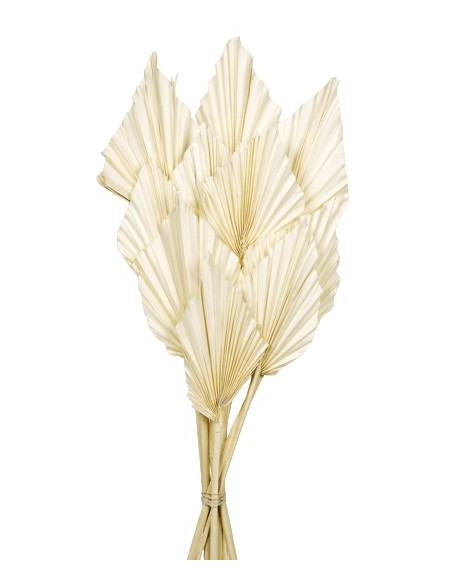 PALM SPEAR 50 cms. 8/10 cms BLANCO (00)