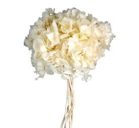 HORTENSIA PRESS BLANCO (00)