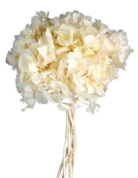 HORTENSIA PRESS BLANCO (00)