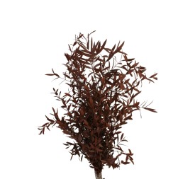 EUCALIPTUS PARVIFOLIA PRESS ROJO (57)