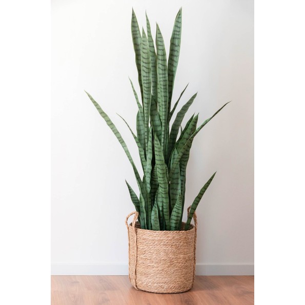 PLANTA PE PP 40X40X150 SANSEVIERIA VERDE