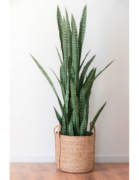 PLANTA PE PP 40X40X150 SANSEVIERIA VERDE