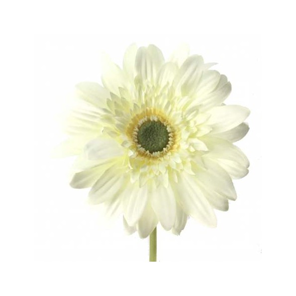 GERBERA (2292-01)