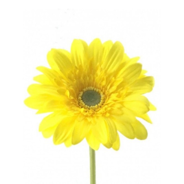 GERBERA (2292-02)