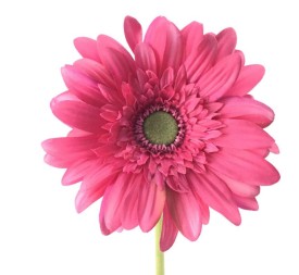 GERBERA (2292-07)