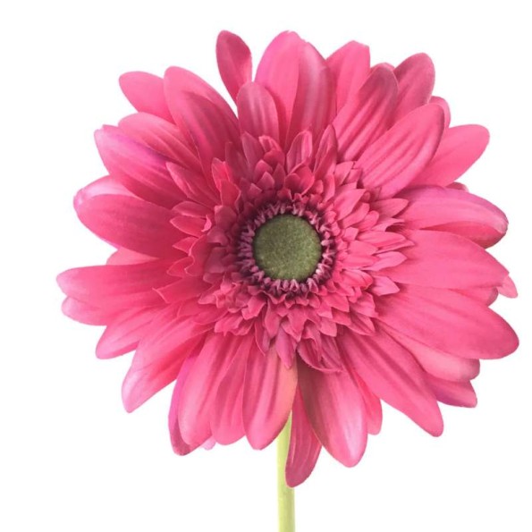 GERBERA (2292-07)