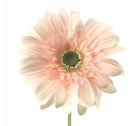 GERBERA (2292-14)