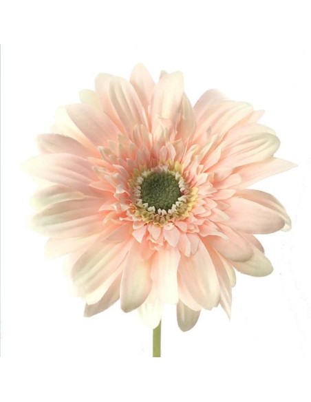 GERBERA (2292-14)