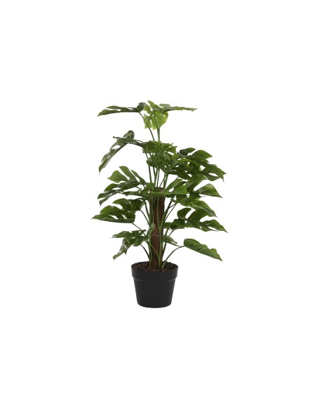 PLANTA PE 40X40X65 MONSTERA VERDE
