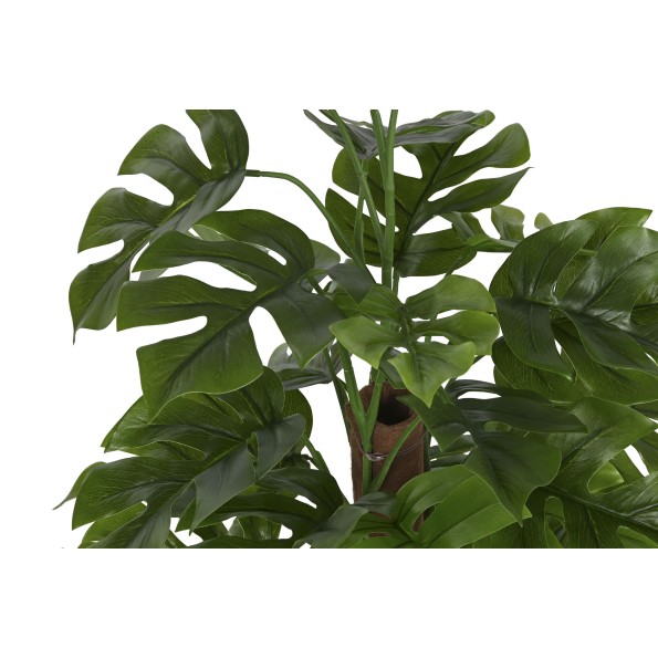 PLANTA PE 40X40X65 MONSTERA VERDE