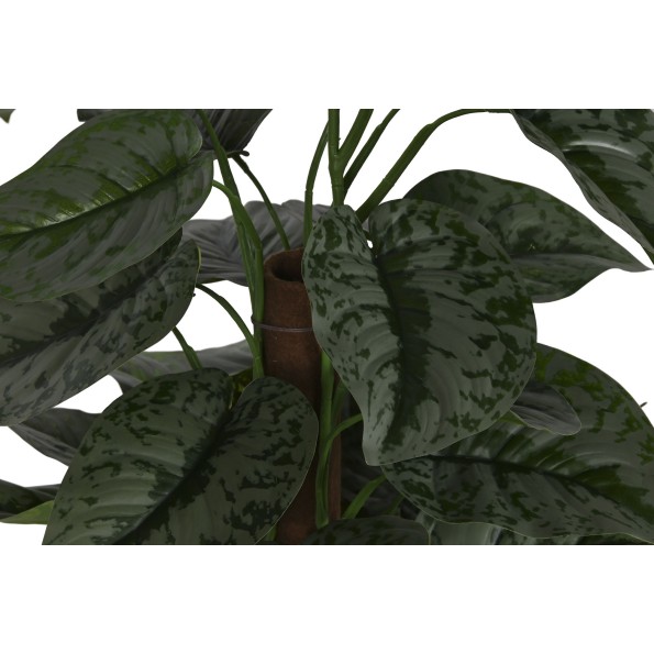 PLANTA PE 45X45X95 CALATHEA VERDE