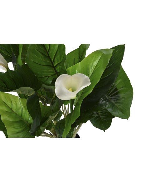 PLANTA PE 50X50X100 LIRIO DE AGUA VERDE