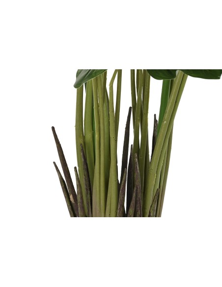 PLANTA PE 50X50X100 LIRIO DE AGUA VERDE