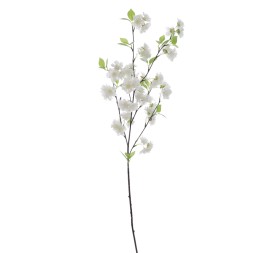 PRUNUS SERRULATA (6238-11)