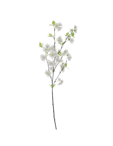 PRUNUS SERRULATA (6238-11)