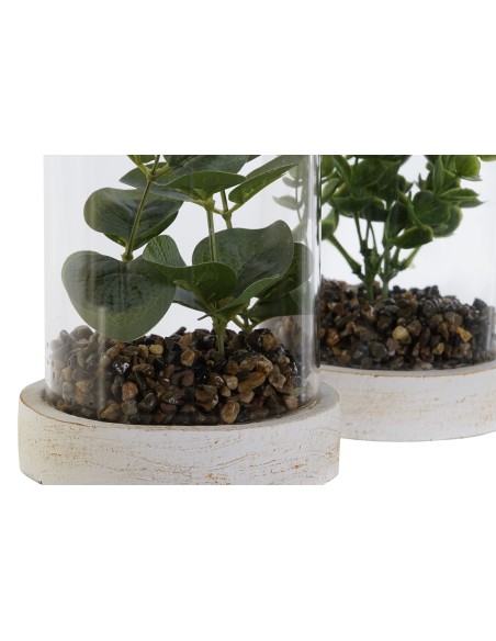 PLANTA PE CRISTAL 12X12X18 2 SURT.