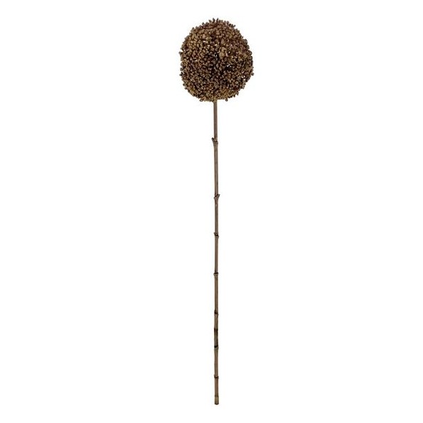 ALLIUM 66 CMS MARRON (2029-05)