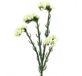 STATIS 64 CMS    2058-11