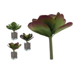 PLANTA HOJAS REDONDA GRANDE 3 COL SURT