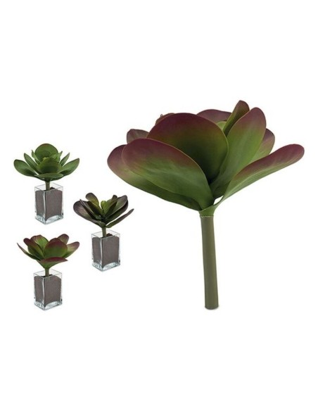 PLANTA HOJAS REDONDA GRANDE 3 COL SURT