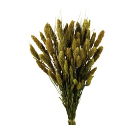 SETARIA 75 cms NATURAL (04)