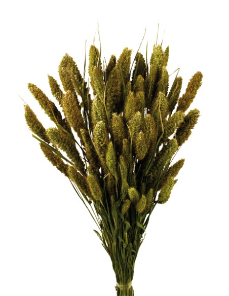 SETARIA 75 cms NATURAL (04)