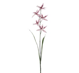 ORCHID CALANTHE (1200-06)