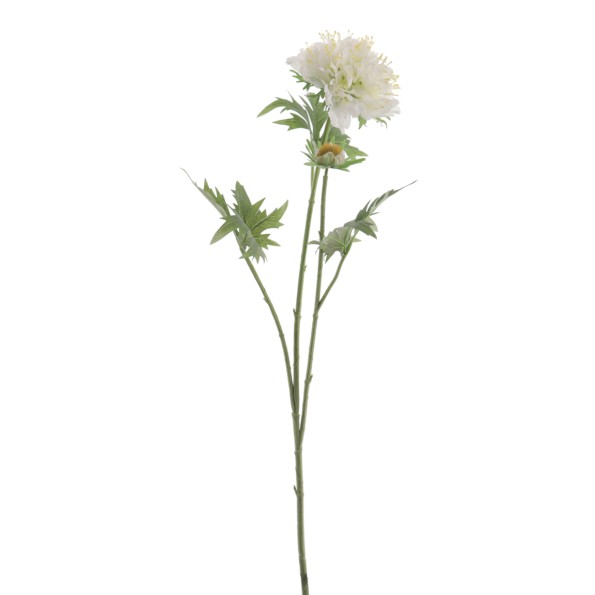 SCABIOSA (1416-11)