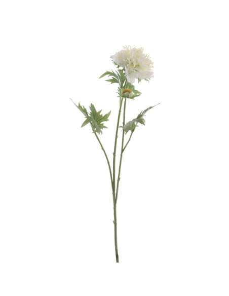 SCABIOSA (1416-11)