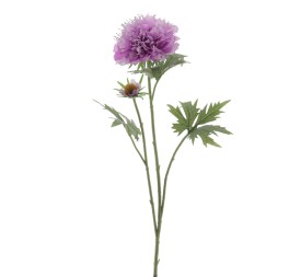 SCABIOSA (1416-25)