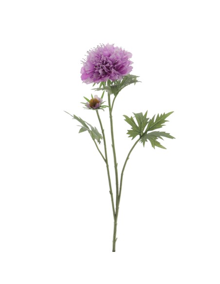 SCABIOSA (1416-25)