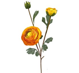 RANUNCULUS X3 POLIEST. AMARIL.