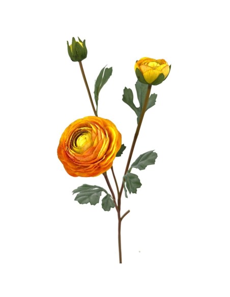 RANUNCULUS X3 POLIEST. AMARIL.