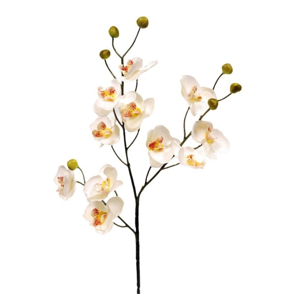 ORQUIDEAX11 CREMA 58CM(11CM) (Q342/1)