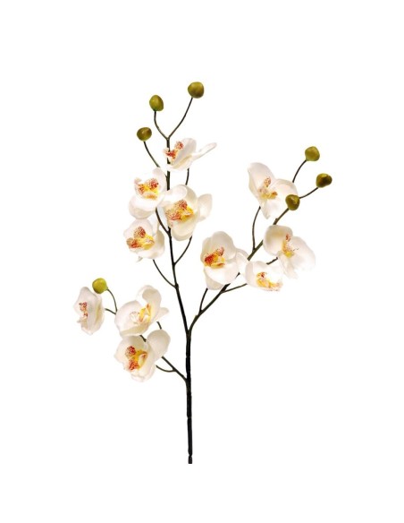 ORQUIDEAX11 CREMA 58CM(11CM