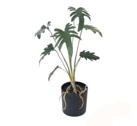 MACETA FILODENDRO C/ RAICES-46 CM