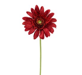 GERBERAX1 M.P.ROJA 54cm(8cm)