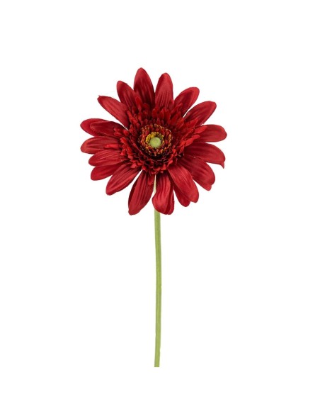 GERBERAX1 M.P.ROJA 54cm(8cm)